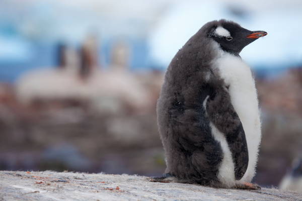 Penguins