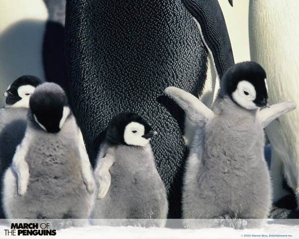 Baby Penguins