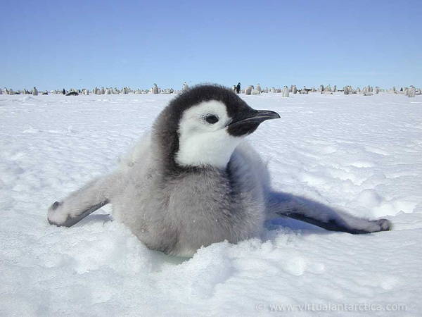 Adorable Penguin Baby