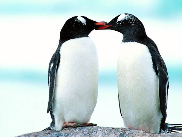 Cute Picture Of Baby Penguins