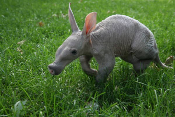 Baby Savanna Animals Aardvark