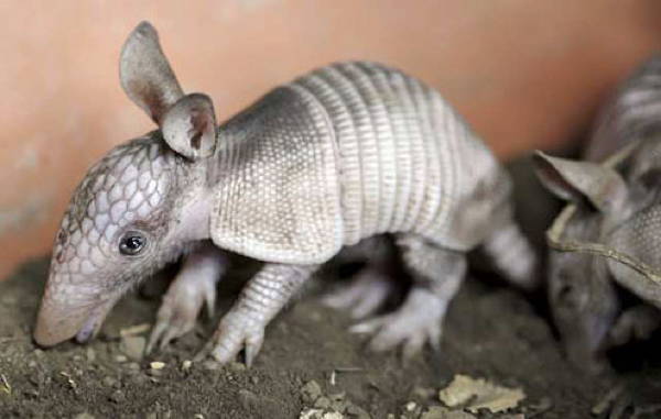 Baby Savanna Animals Armadillo