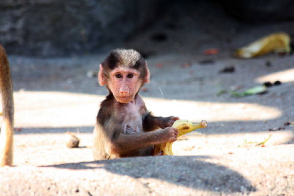 Baby Savanna Animals Baboon