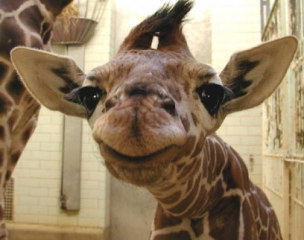 Baby Savanna Animals Giraffe 2