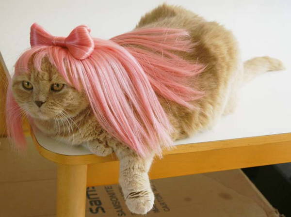 Ridiculous Cat Costume Gaga