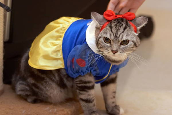 Ridiculous Cat Costume Snow White