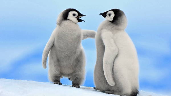 Baby Penguins