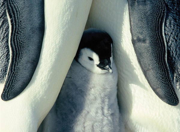 Baby Penguins Picture