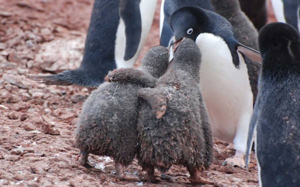 Adorable Penguin Baby