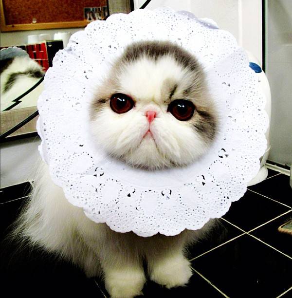 Cute Cat Hope Wearing a Hat