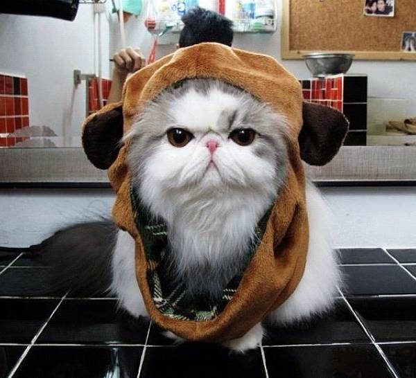 Hope in Ewok Costume