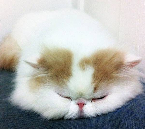 Fluffiest Cat on Instagram Iliad
