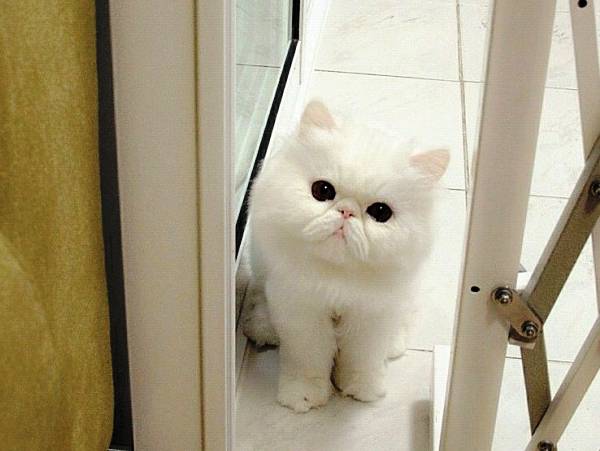 Fluffy Cat of Instagram Themis