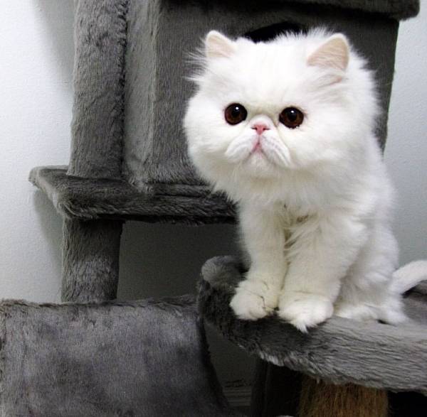 Fluffiest Cats on Instagram