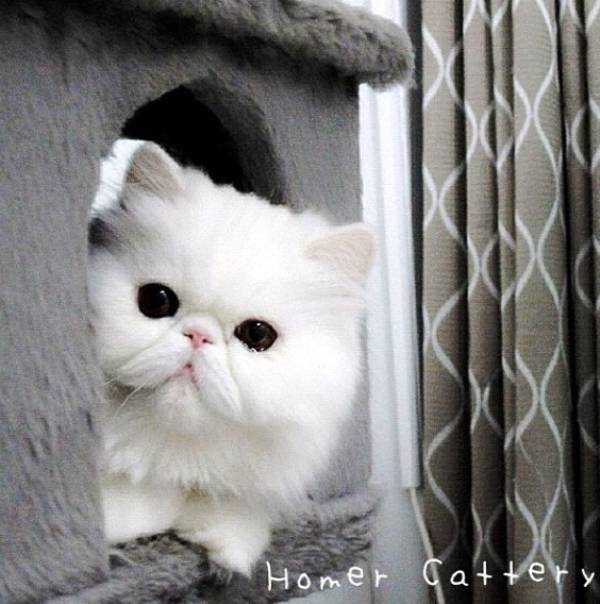 Picture of Themis the Cute Cat