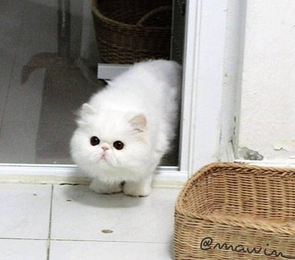 Themis Cute Cat