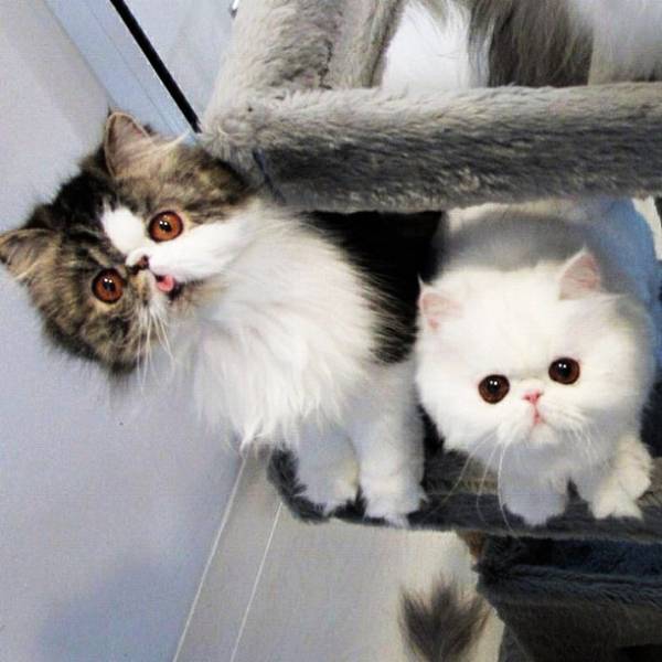 Cute Cats of Instagram Themis and Iris