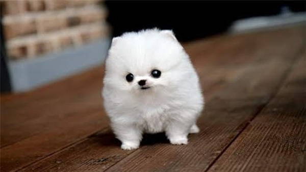 fluffiest dogs in the world