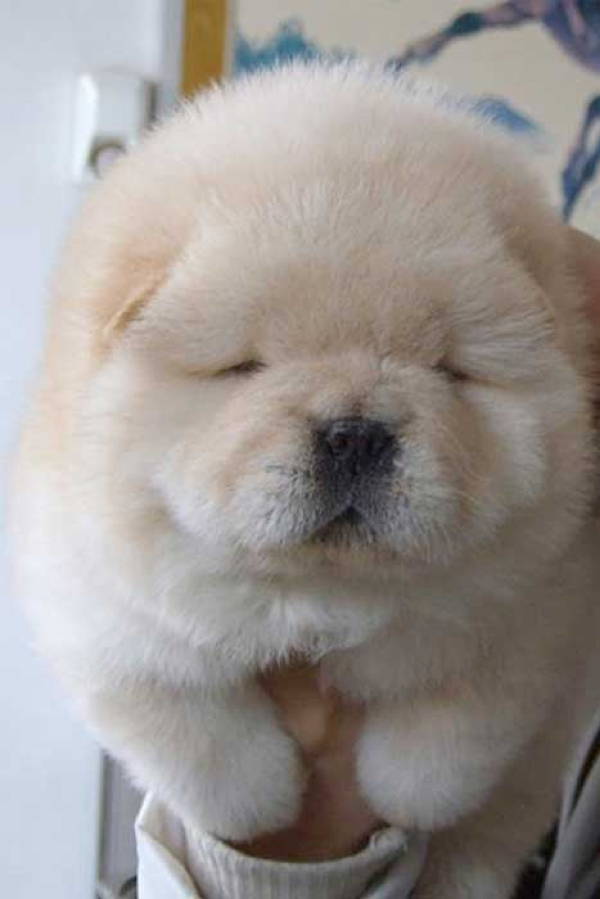 Fluffy Blonde Dog
