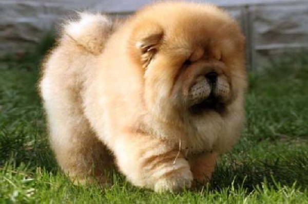 Fluffiest Dogs Tan Chow