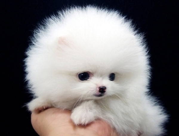 Fluffy Toy Dog