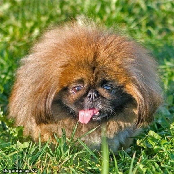 Fluffy Brown Dog