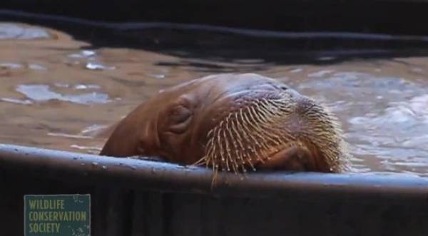 Walrus Taking A Nap Nap Picture