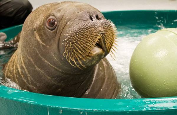 Orphaned Walrus In Pool