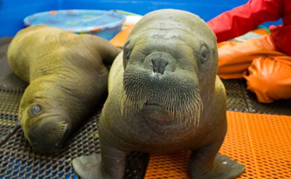 Adorable Baby Walruses