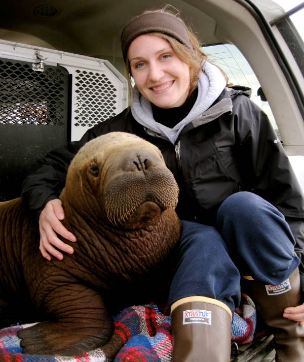 Cuddling A Baby Walrus