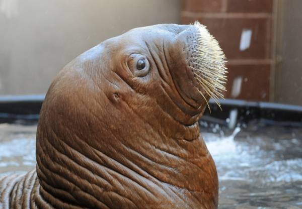 Baby Walrus Head