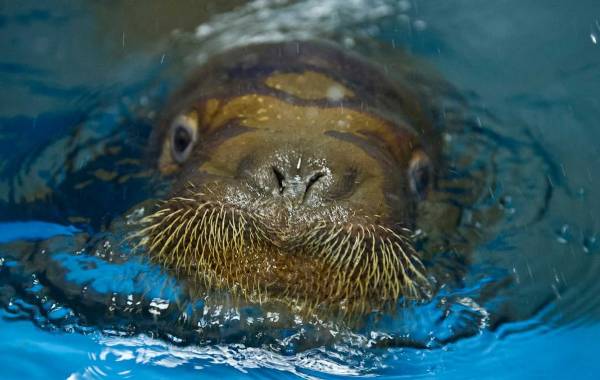 Walrus Goes Swimming