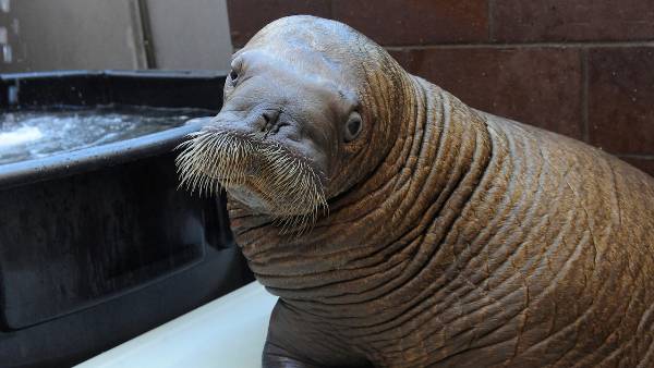 Orphaned Walrus