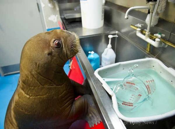 Orphaned Baby Walrus