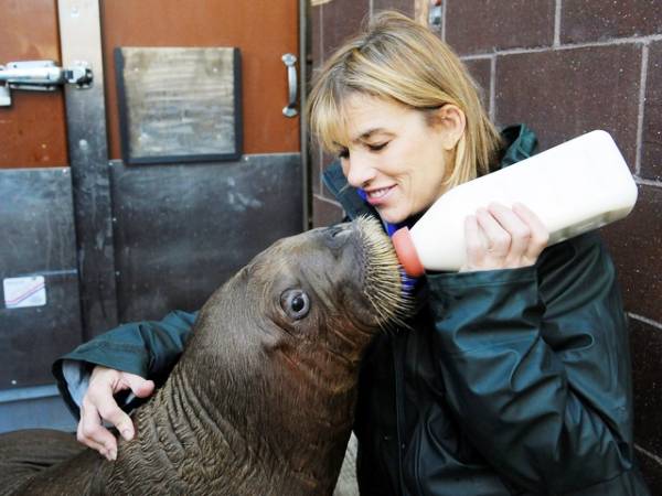 Baby Walrus Gets Fed Photo