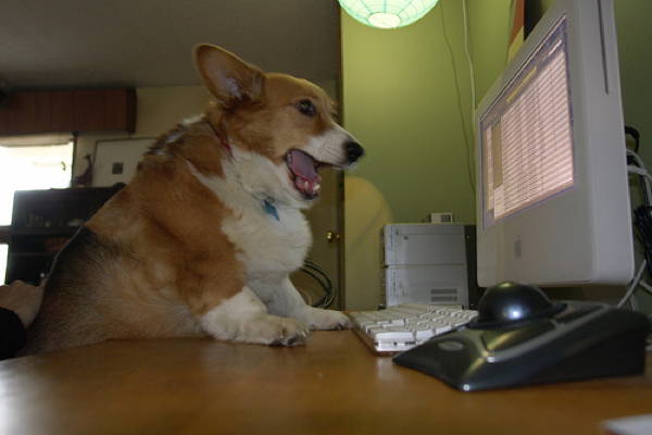 Corgi Is A Mac User