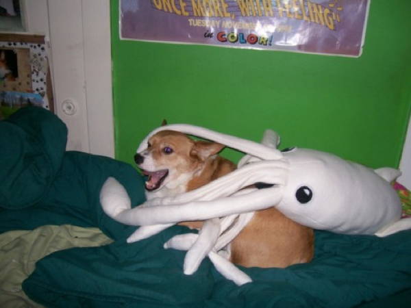 Corgi In Squid Costume