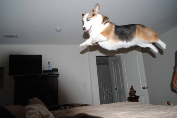 Stumpy Corgi Jumping