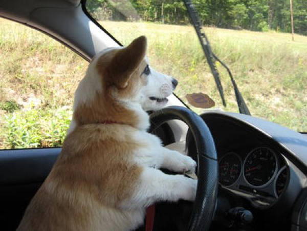 Corgi Goes For A Drive