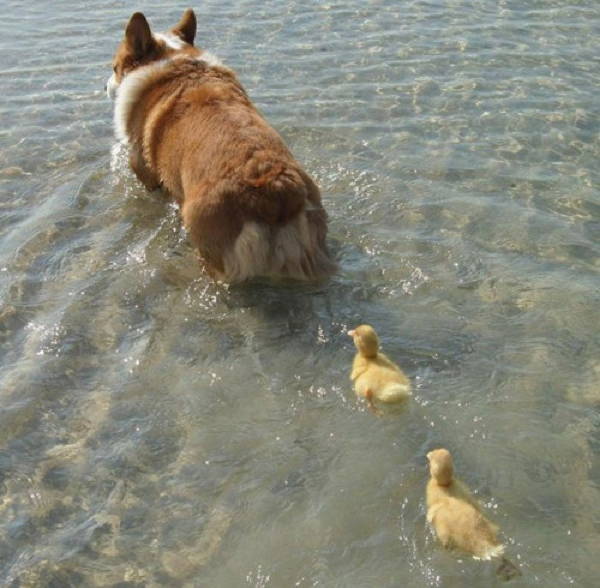Corgi Leads Ducklings 