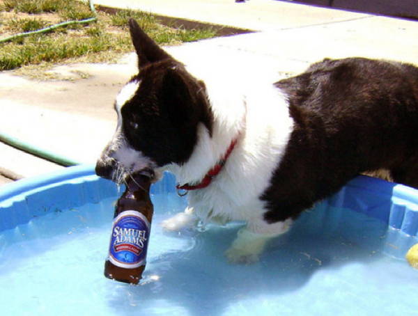 Corgi Chugging A Beer