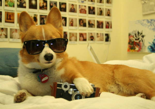 Corgi Hipster