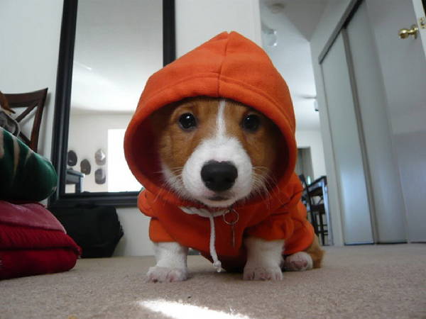 Ridiculous Corgis Pictures Hood