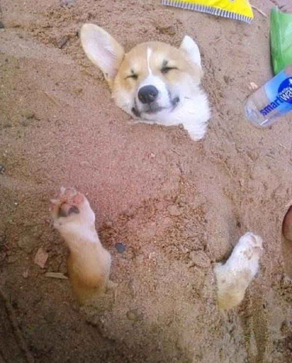 Ridiculous Corgi Pictures Beach