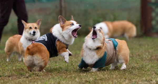 Corgis Pictures Fighting