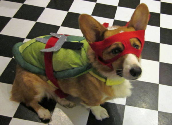 Hilarious Corgi Picture Turtle