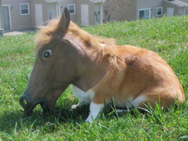 Corgi Picture Wearing A Mask