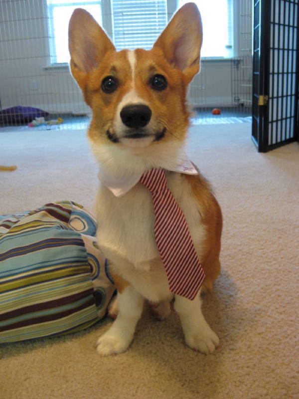 Corgi In A Suit