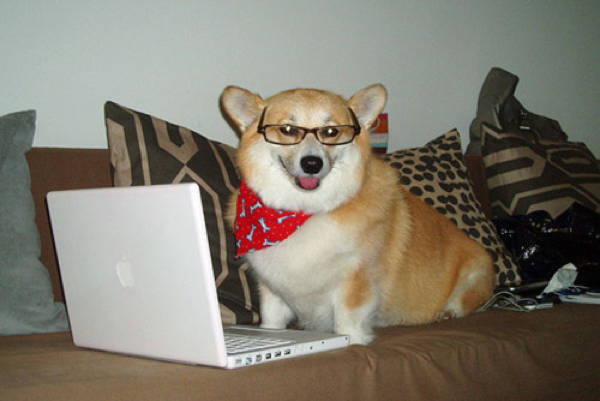 Corgi Is A Mac Nerd Mac Nerd