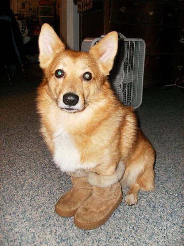 Corgi In Boots